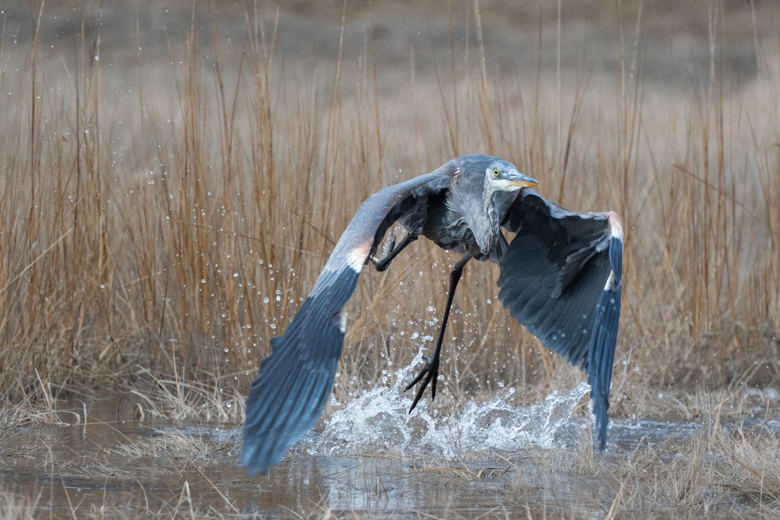 A Great Blue Heron takes flight from a riparian area.